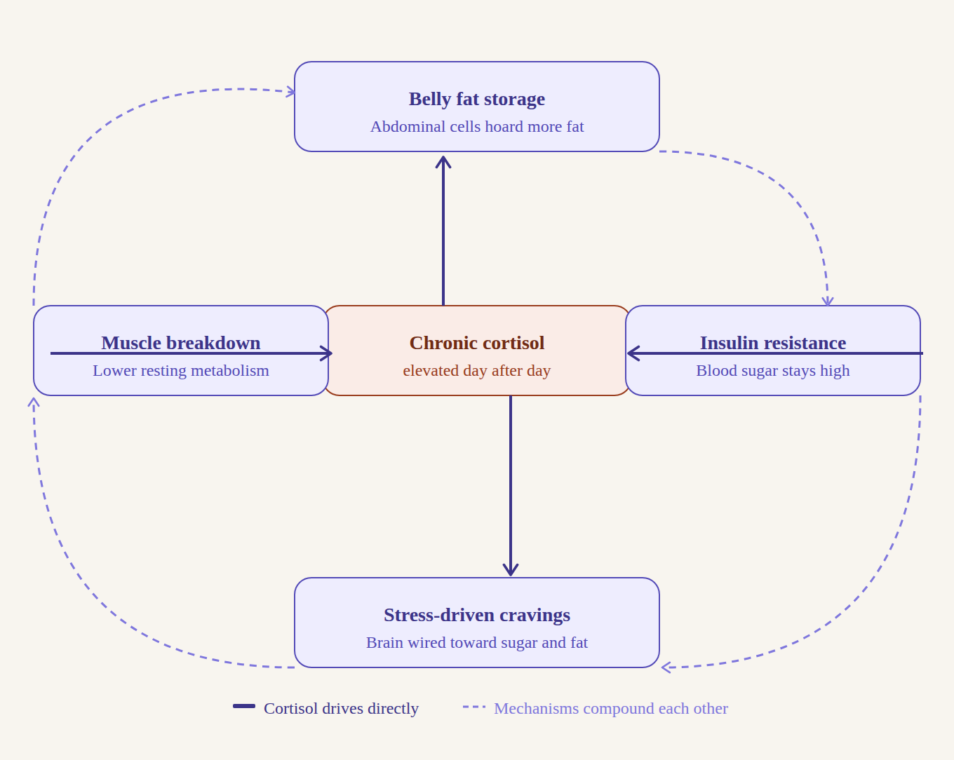 Diagram showing how chronic cortisol elevation drives belly fat storage, insulin resistance, muscle breakdown, and stress-driven cravings in a compounding cycle